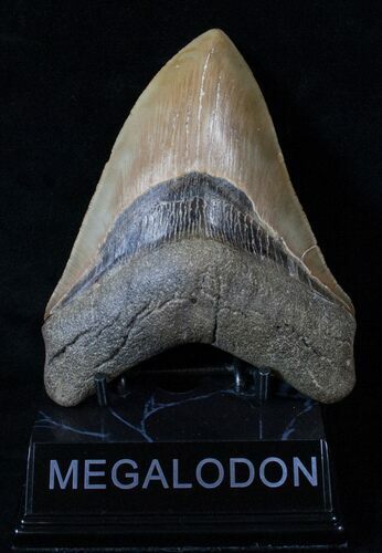 Nice Megalodon Tooth - North Carolina #16317